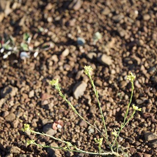 Desert Wildflower Survives in Rocky Volcanic Gravel