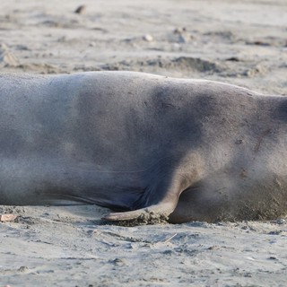 Elephant Seal Resting on Sandy Beach at Drakes Beach