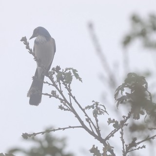 Western Scrub-Jay Perched in Foggy Morning Light