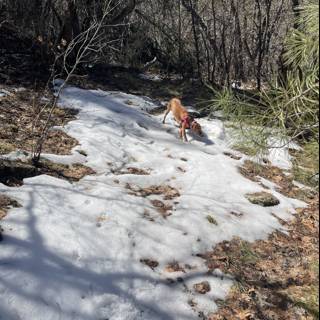 Winter Trail Companion