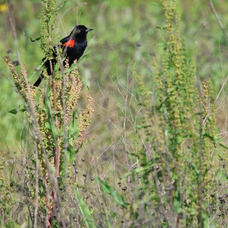 Red-Winged Blackbird Perched Among Spring Meadow Grasses