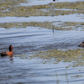 Cinnamon Teal Pair Swimming Among Wetland Vegetation