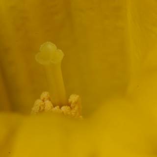 Pollen-rich center of a yellow flower