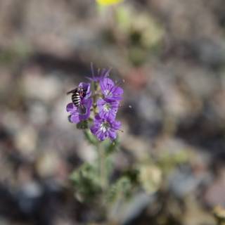 Bee Buzzing on a Vibrant Purple Geranium in the Desert