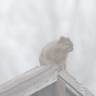 Red Squirrel Perched in Foggy Winter Atmosphere