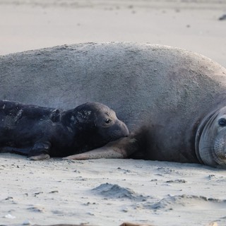 Mother and Pup Elephant Seals Resting on Sandy Beach