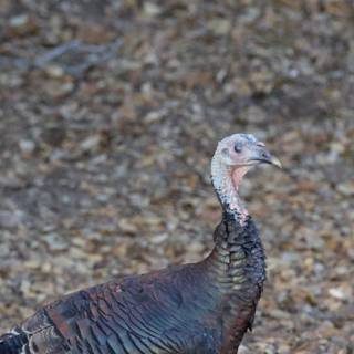 Majestic Wild Turkey of Carmel Valley