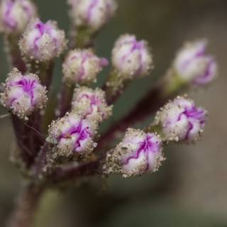 Close-Up of a Purple Geranium Blossom with Small White Flowers