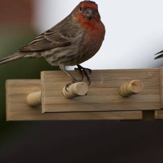Feathered Visitors on a Wooden Perch