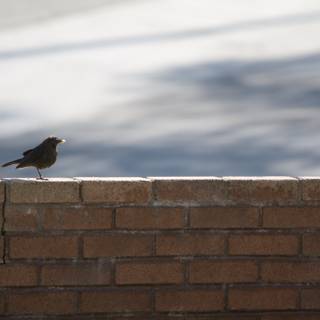 Perched on Brick