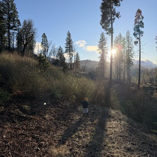 forest-recovery