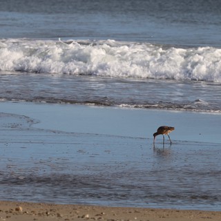 Shorebird Foraging in Coastal Waves at Drakes Beach