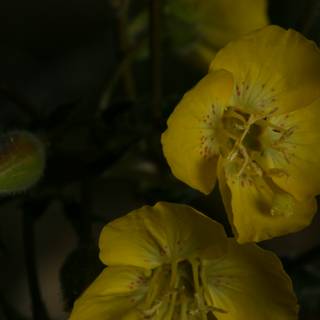Golden Geranium Blossoms