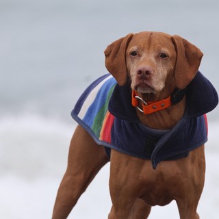Stoic Vizsla Stands Proud at Windswept Beach