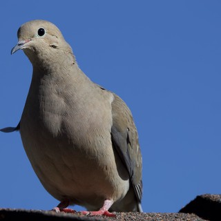 Eurasian Collared Dove Portrait Against Clear Blue Sky