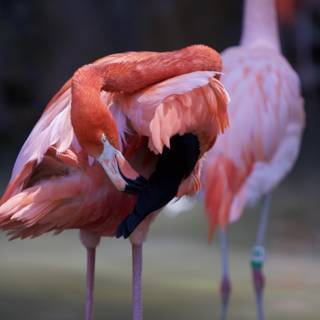 The Majestic Flamingo