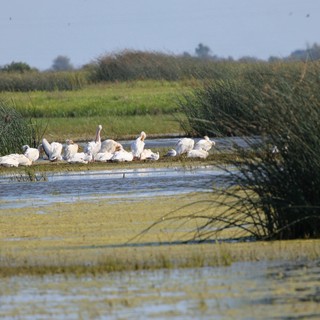 Flock of White Pelicans Resting in Wetland Marsh