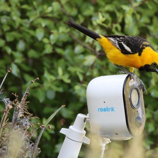 Hooded Oriole Perched on Security Camera