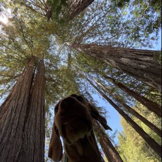 In Awe of the Redwood Sequoia