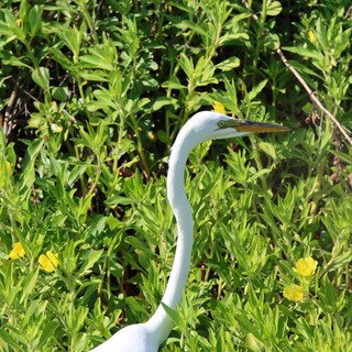Great Egret Hunting in Wetland Wildflowers