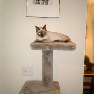 Siamese Cat on a Wooden Cat Tree