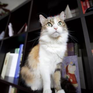The Feline Librarian