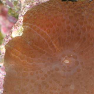 Magnificent Orange Sea Anemone