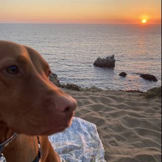 Sunset Serenity with Man's Best Friend