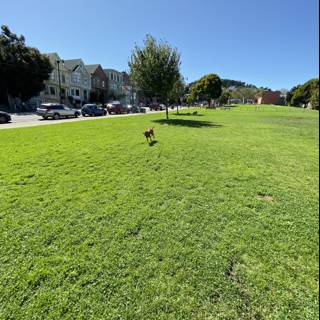 A Canine Stroll in Duboce Park