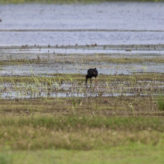 Glossy Ibis Foraging in Flooded Wetland Marsh