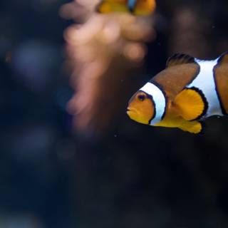 A Colorful Gathering of Clownfish