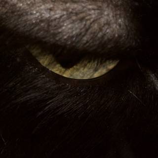 The Enigmatic Gaze of a Black Cat