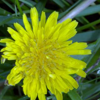 Vibrant Dandelion Blooms in the Grass