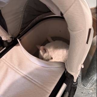 Cozy Catnap in a Stroller