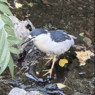 Tranquil Moment by the Creek