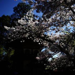 Cherry Blossoms in Full Bloom at the Japanese Tea Garden