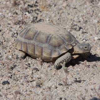 Desert Turtle in Motion