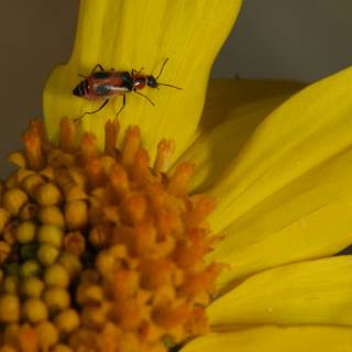 Beautiful Bug on a Daisy Flower