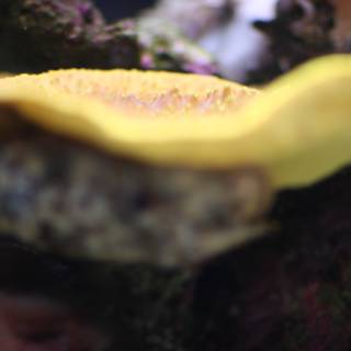 Yellow Mushroom in Aquarium