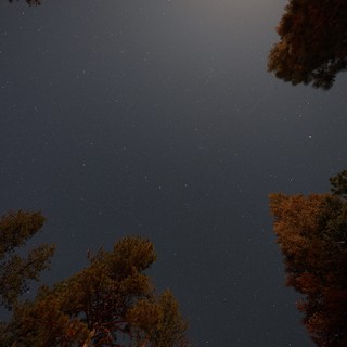 Starry Night Sky Through Pine Trees at Lassen