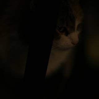 My Feline Companion in the Dark