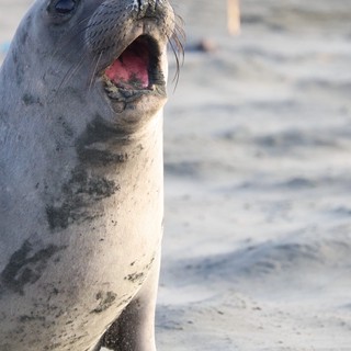 Young Elephant Seal Vocalizing on Drakes Beach