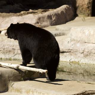 Meandering Bear at San Francisco Zoo