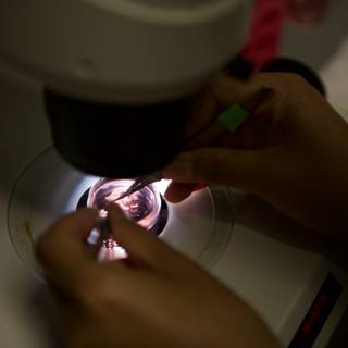 Microscopic Investigation