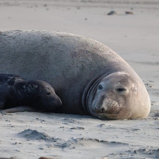 Elephant Seal Mother and Pup Resting on Beach
