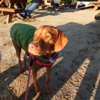 Chocolate Lab Wearing Green Vest at Construction Site