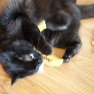 Playful Black Cat on Hardwood Floor