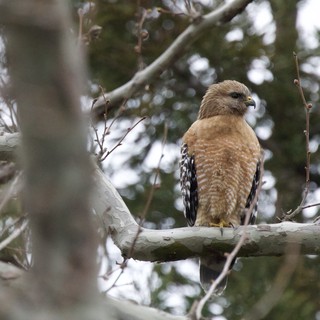 Red-shouldered Hawk Perched on Winter Branch