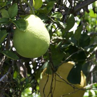 Citrus Splendor at Honolulu Zoo