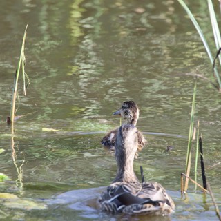 Young Grebe Swimming in Wetland Habitat